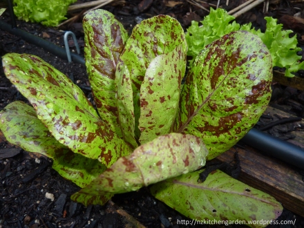 The next wave of lettuces are on their way